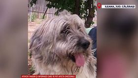 VIDEO O fetiță din Călărași a fost mutilată de câinele vecinilor. Micuța a avut nevoie de spitalizare urgentă